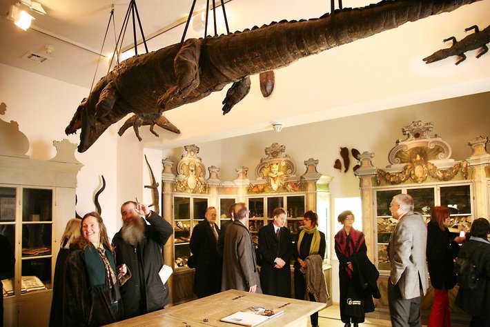 Ein großes ausgestopftes Krokodil hängt von der Decke in einem Museumssaal. Mehrere Besucher betrachten es und die umliegenden Exponate aufmerksam.