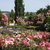 Europa-Rosarium in Sangerhausen