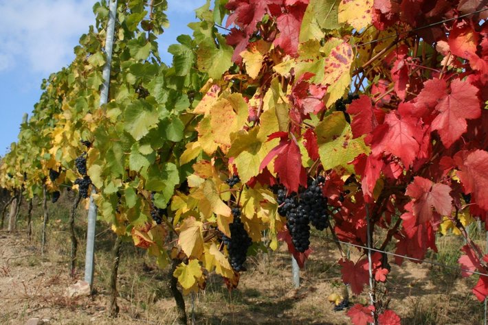 Weingut Hoffmann Alte Schrotmühle mit Stellplätzen