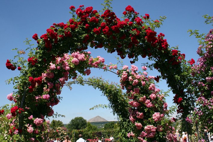 Europa-Rosarium in Sangerhausen