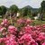 Europa-Rosarium in Sangerhausen