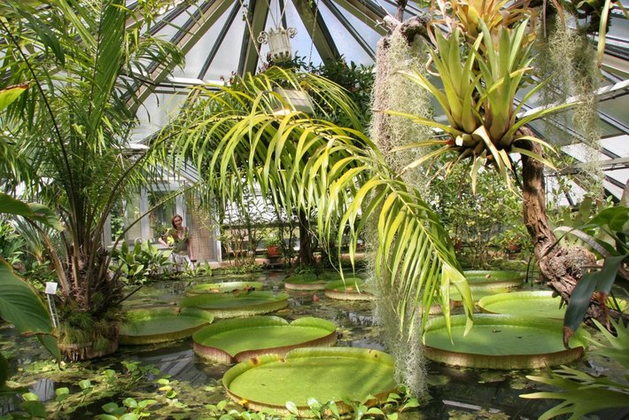 Diese Konferenz zeigt eine üppige Tropenhalle mit üppigen, großen tropischen Pflanzen, darunter viele baldachinformige Palmern, Epiphyten wie Orchideen, Farne und riesige Bischofsmützen (Aldrovanda vesiculosa) auf einem Wasserbecken im Vordergrund.
