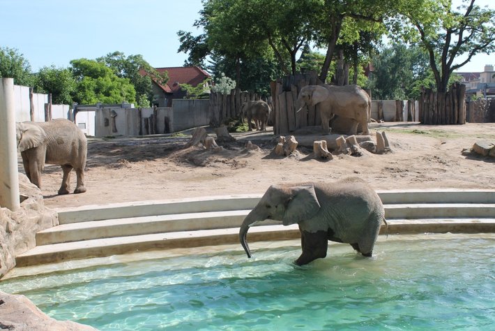 Drei Elefanten in einem Gehege: Ein junger Elefant steht im flachen Wasser eines Teiches, während zwei ältere Elefanten auf sandigem Boden im Hintergrund stehen.