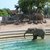 Drei Elefanten in einem Gehege: Ein junger Elefant steht im flachen Wasser eines Teiches, während zwei ältere Elefanten auf sandigem Boden im Hintergrund stehen.