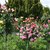 Europa-Rosarium in Sangerhausen